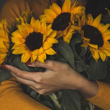 Girasoles abrazados